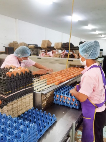 แหล่งขายส่งไข่ไก่